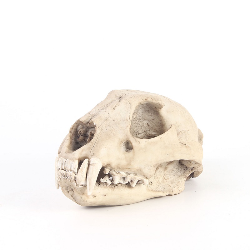 Art And Craft Zoo Animals - Leopard Skull Model Resin Crafts Skull