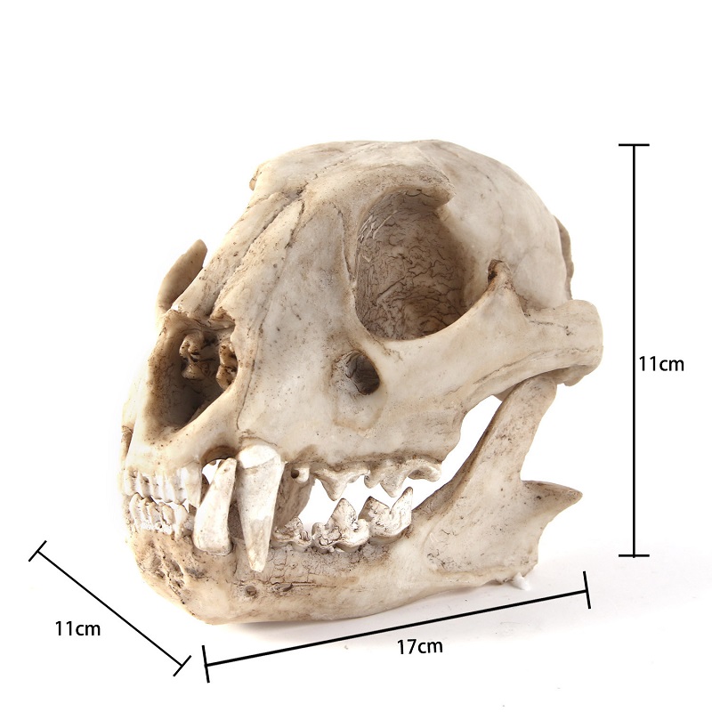 Leopard Skull Model Resin Craf - Art And Craft Zoo Animals review and price
