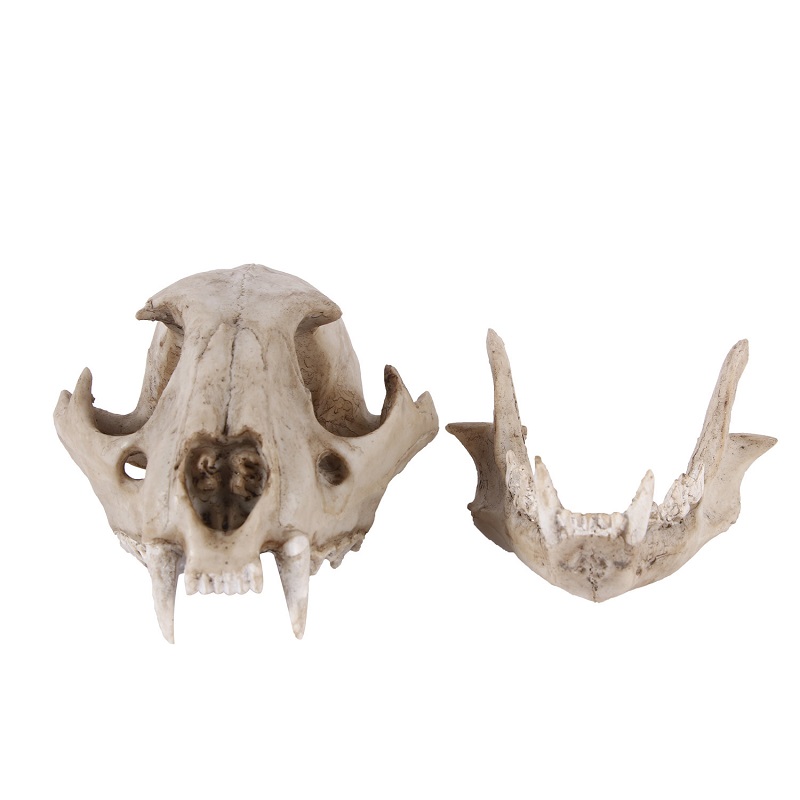 Leopard Skull Model Resin Craf - Art And Craft Zoo Animals review and price