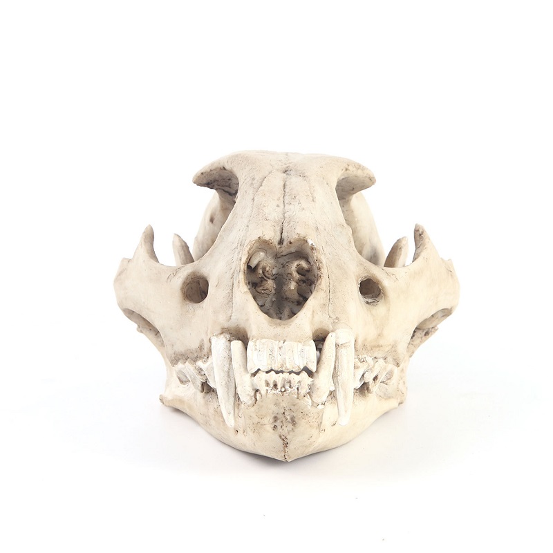 Leopard Skull Model Resin Craf - Art And Craft Zoo Animals review and price